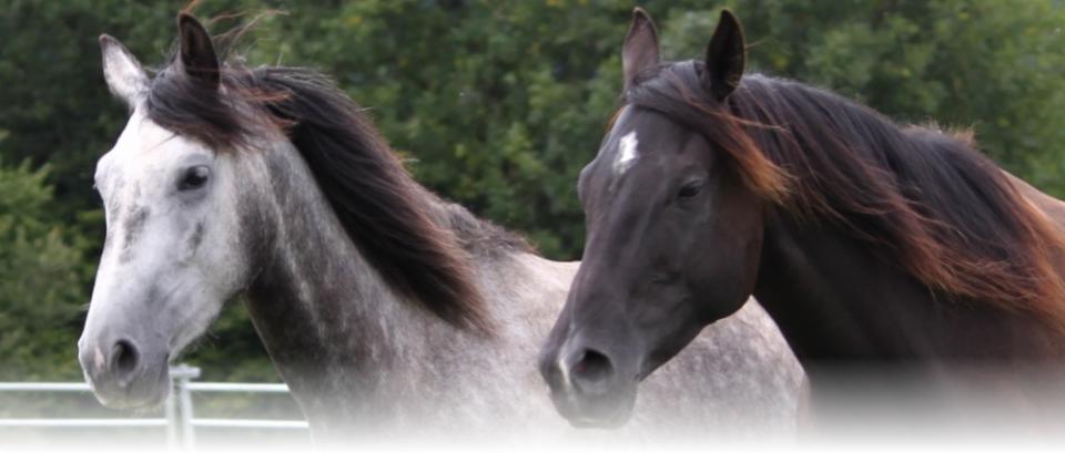 Black and gray horses